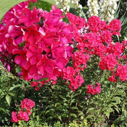 Phlox paniculata 'Starfire' - Aed-leeklill 'Starfire' P9/0,55L      